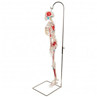 Mini žmogaus skeletas (piešti raumenys, ant pakabinamo stovo, pusė natūralaus dydžio) 4