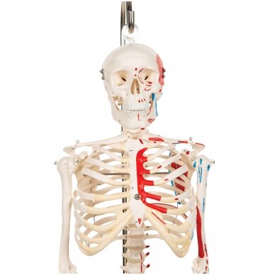 Mini žmogaus skeletas (piešti raumenys, ant pakabinamo stovo, pusė natūralaus dydžio) 5