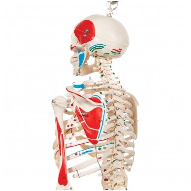 Mini žmogaus skeletas (piešti raumenys, ant pakabinamo stovo, pusė natūralaus dydžio) 6