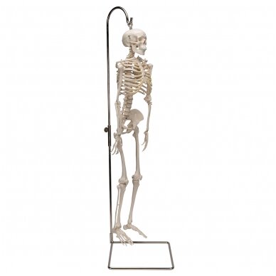 Mini žmogaus skeleto modelis „Shorty“ ant stovo, pusė natūralaus dydžio 2