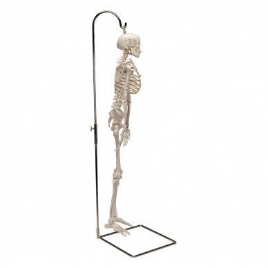 Mini žmogaus skeleto modelis „Shorty“ ant stovo, pusė natūralaus dydžio 3