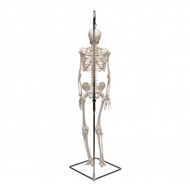 Mini žmogaus skeleto modelis „Shorty“ ant stovo, pusė natūralaus dydžio 4