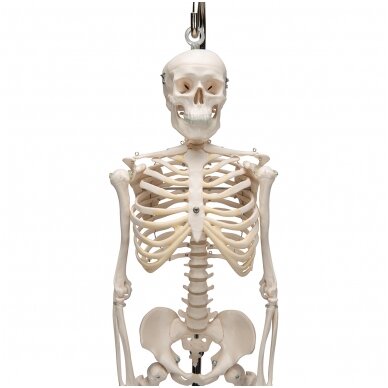 Mini žmogaus skeleto modelis „Shorty“ ant stovo, pusė natūralaus dydžio 5