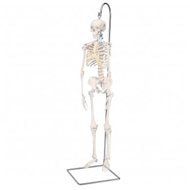 Mini žmogaus skeleto modelis „Shorty“ ant stovo, pusė natūralaus dydžio