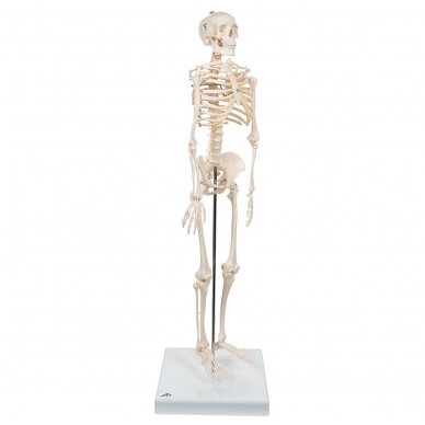 Mini žmogaus skeleto modelis, trumpas, pusė natūralaus dydžio 2