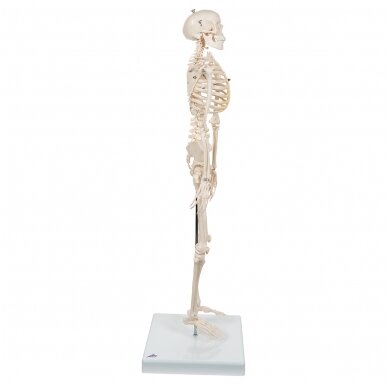 Mini žmogaus skeleto modelis, trumpas, pusė natūralaus dydžio 3