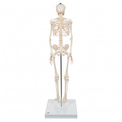 Mini žmogaus skeleto modelis, trumpas, pusė natūralaus dydžio 4