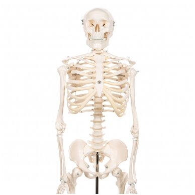 Mini žmogaus skeleto modelis, trumpas, pusė natūralaus dydžio 5