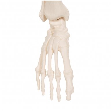 Mini žmogaus skeleto modelis, trumpas, pusė natūralaus dydžio 7