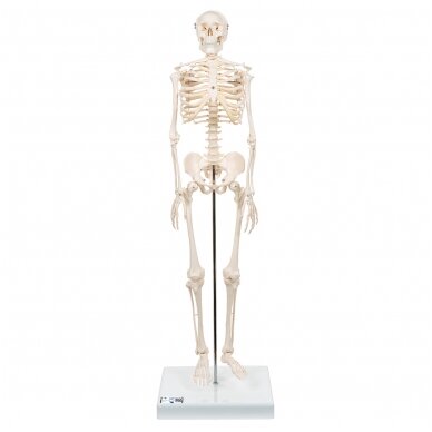 Mini žmogaus skeleto modelis, trumpas, pusė natūralaus dydžio