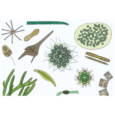 Mikroskopinis gyvenimas vandenyje, II dalis - mikroskopiniai preparatai Mikroskopinis gyvenimas vandenyje, II dalis - mikroskopiniai preparatai