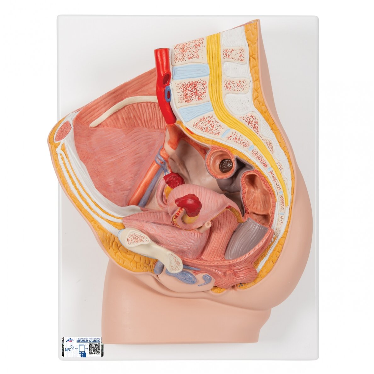 Moters dubens modelis, 2 dalys Moters dubens modelis, 2 dalys