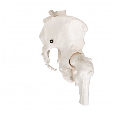 Moters dubens skeleto modelis, su kilnojamosiomis šlaunikaulio galvutėmis 3