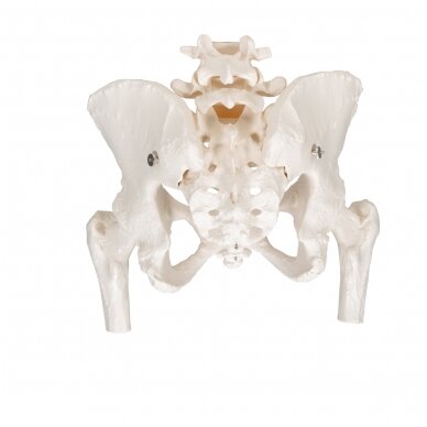 Moters dubens skeleto modelis, su kilnojamosiomis šlaunikaulio galvutėmis 4