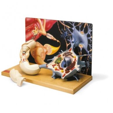 Motorinio neurono diorama Motorinio neurono diorama