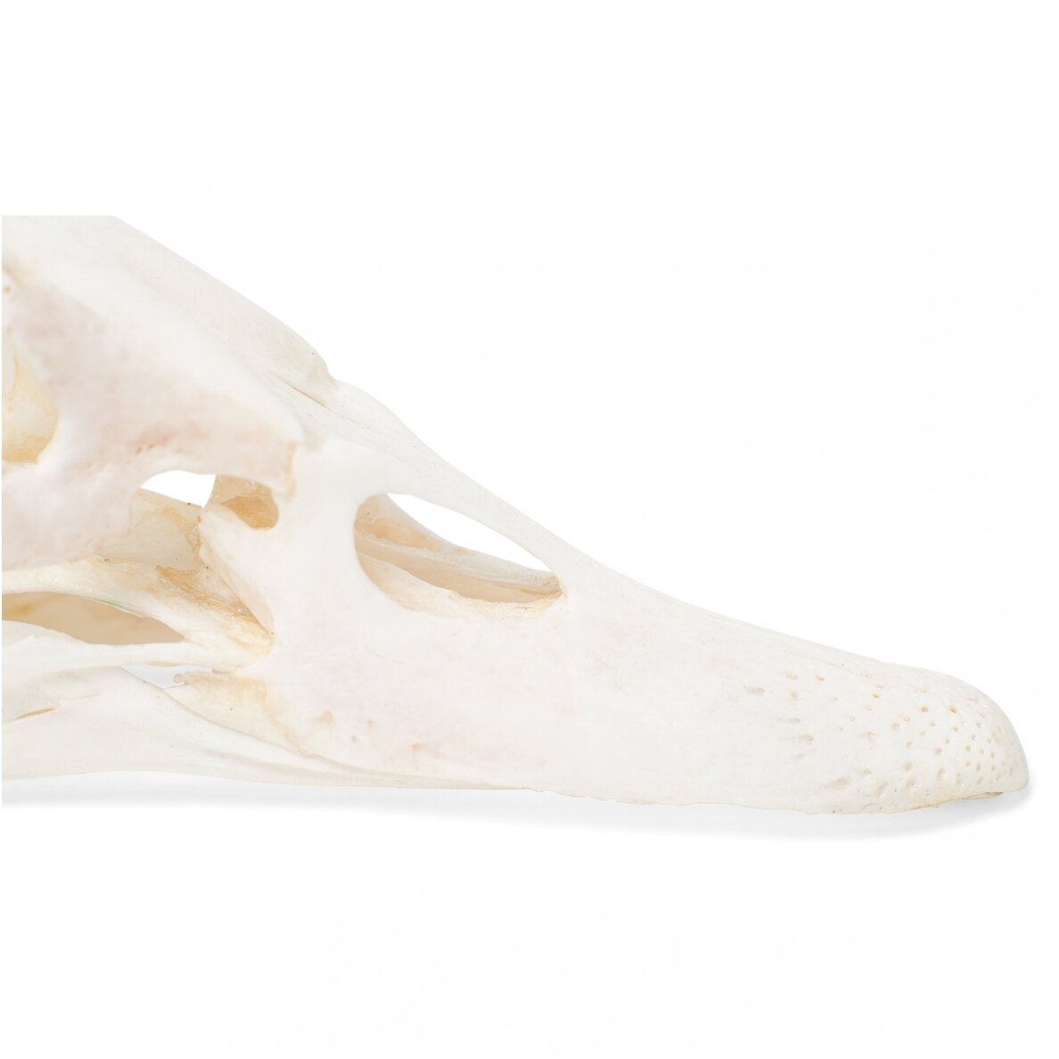 Naminės anties kaukolė (Anas platyrhynchos domestica), pavyzdys 6