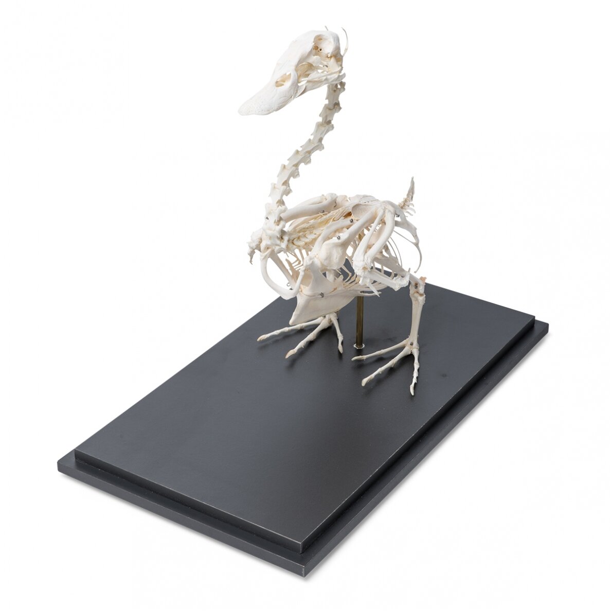 Naminės anties skeletas (Anas platyrhynchos domestica), pavyzdys 1 Naminės anties skeletas (Anas platyrhynchos domestica), pavyzdys 1