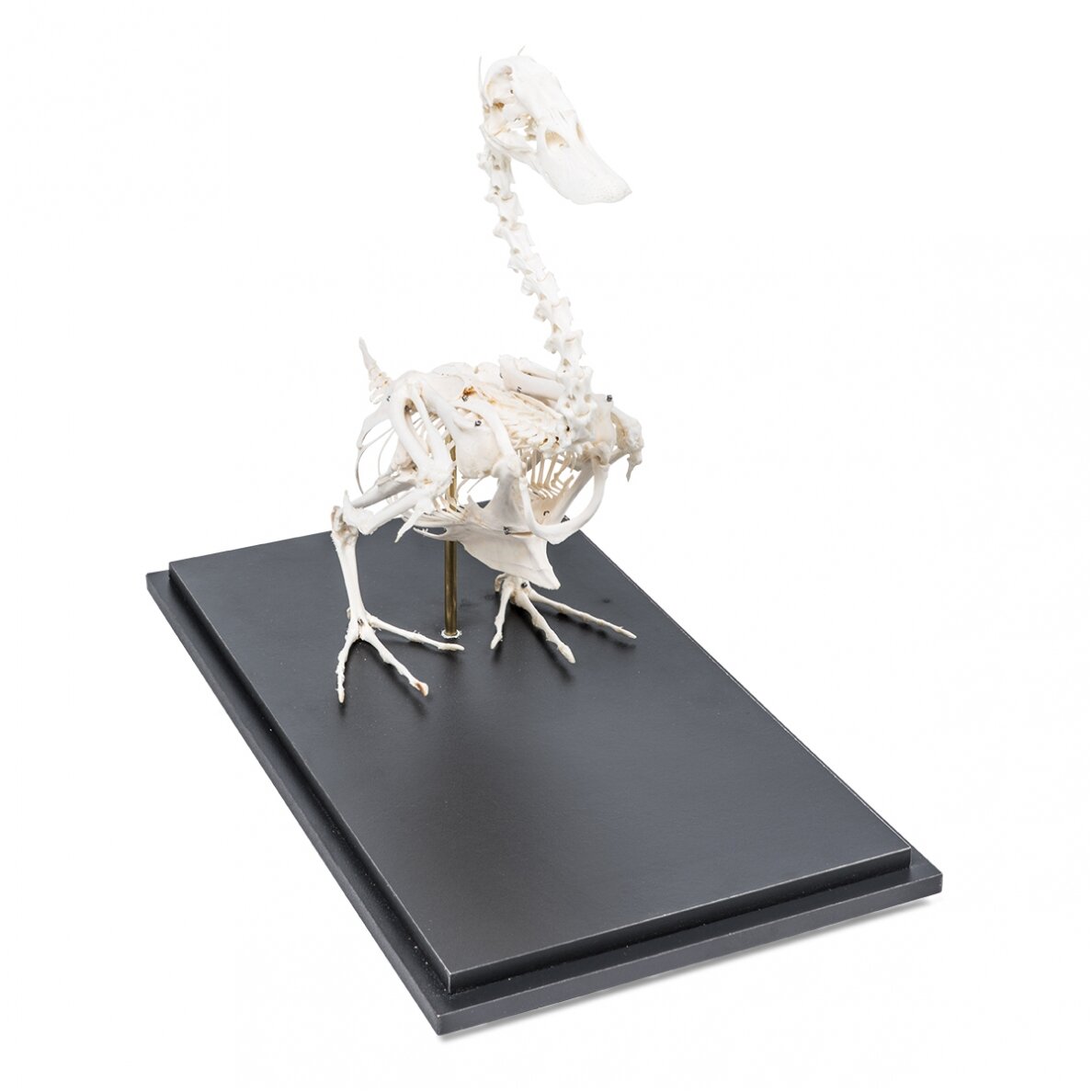 Naminės anties skeletas (Anas platyrhynchos domestica), pavyzdys 3 Naminės anties skeletas (Anas platyrhynchos domestica), pavyzdys 3