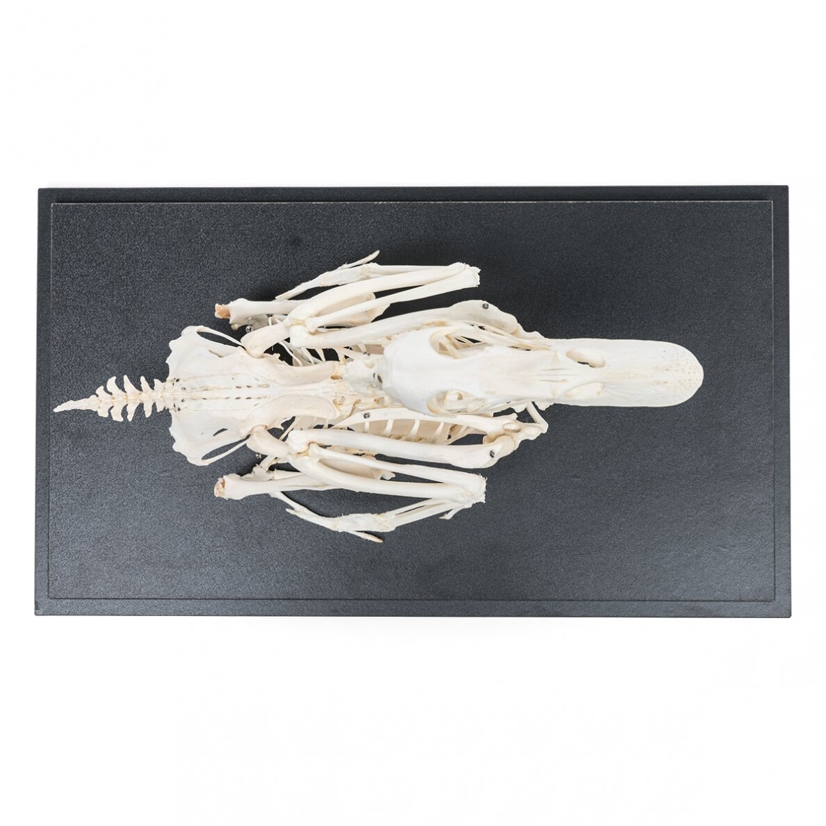 Naminės anties skeletas (Anas platyrhynchos domestica), pavyzdys 4 Naminės anties skeletas (Anas platyrhynchos domestica), pavyzdys 4
