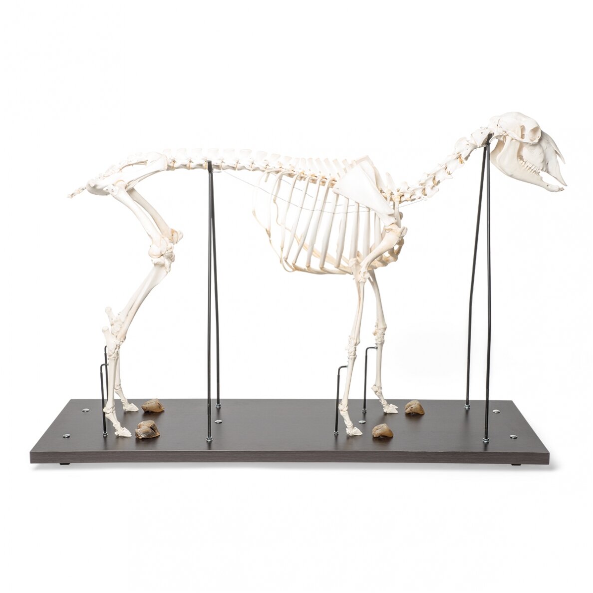 Naminės avies skeletas (Ovis aries), patelė, pavyzdys Naminės avies skeletas (Ovis aries), patelė, pavyzdys