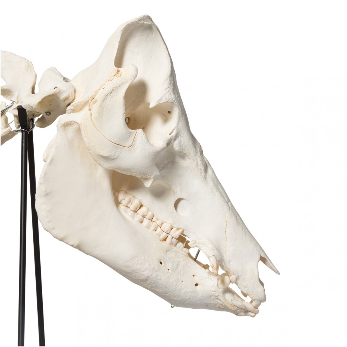 Naminės kiaulės skeletas (Sus scrofa domesticus), patelė, pavyzdys 6