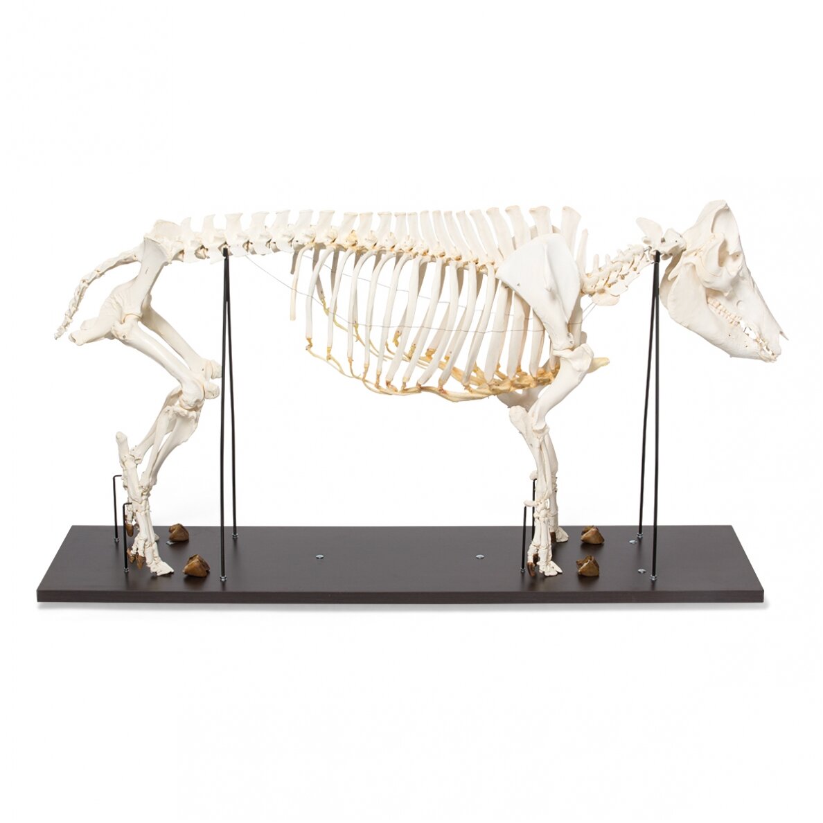 Naminės kiaulės skeletas (Sus scrofa domesticus), patelė, pavyzdys Naminės kiaulės skeletas (Sus scrofa domesticus), patelė, pavyzdys