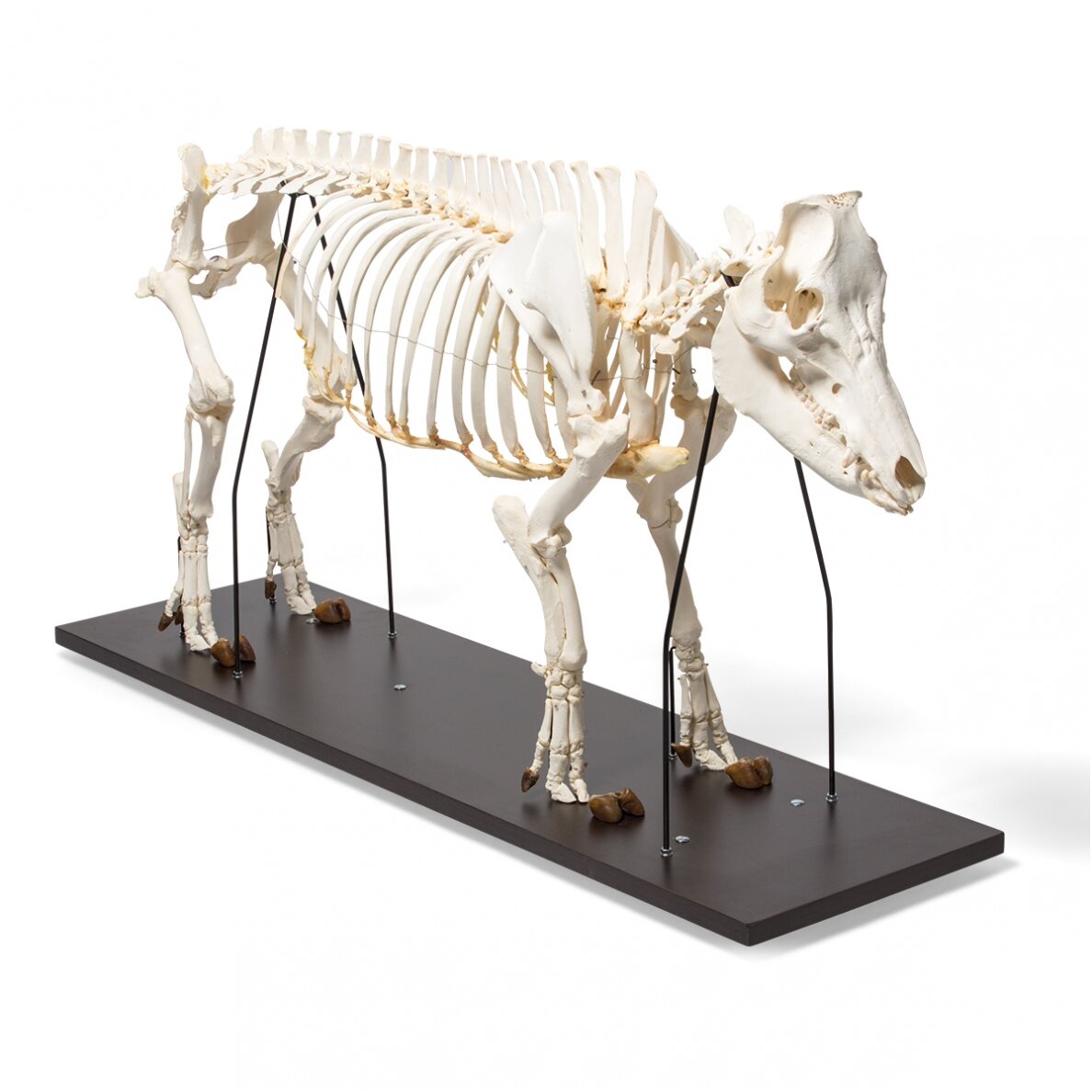 Naminės kiaulės skeletas (Sus scrofa domesticus), patinas, pavyzdys 3 Naminės kiaulės skeletas (Sus scrofa domesticus), patinas, pavyzdys 3