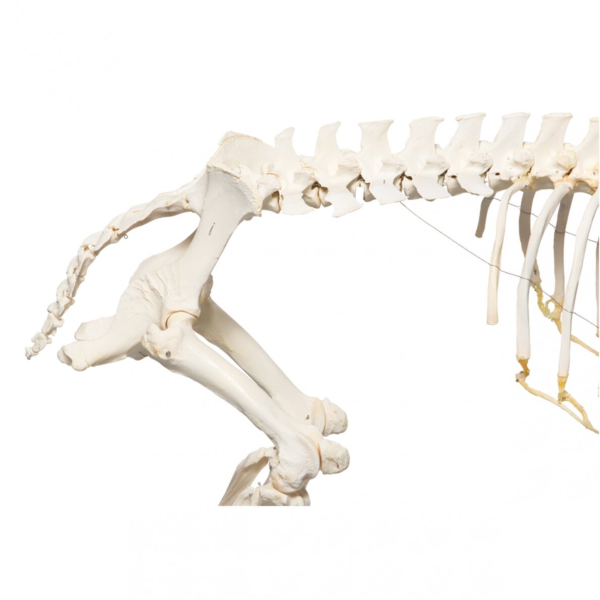 Naminės kiaulės skeletas (Sus scrofa domesticus), patinas, pavyzdys 4 Naminės kiaulės skeletas (Sus scrofa domesticus), patinas, pavyzdys 4