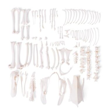 Naminės anties skeletas (Anas platyrhynchos domestica), išardytas Naminės anties skeletas (Anas platyrhynchos domestica), išardytas