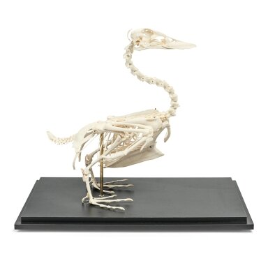 Naminės anties skeletas (Anas platyrhynchos domestica), pavyzdys Naminės anties skeletas (Anas platyrhynchos domestica), pavyzdys