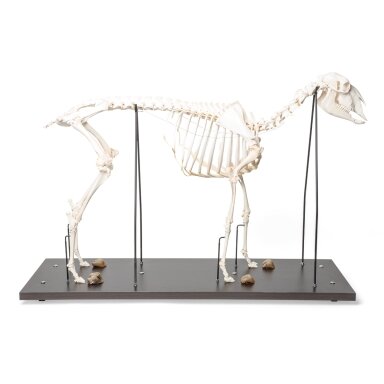 Naminės avies skeletas (Ovis aries), patinas, pavyzdys Naminės avies skeletas (Ovis aries), patinas, pavyzdys