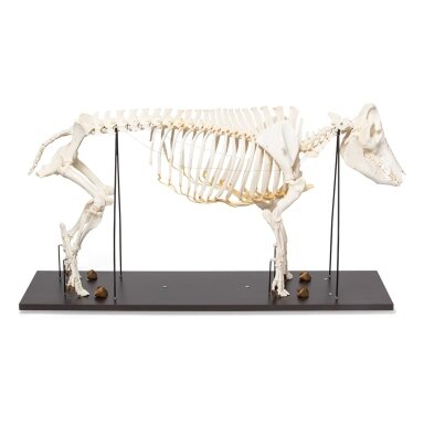 Naminės kiaulės skeletas (Sus scrofa domesticus), patelė, pavyzdys Naminės kiaulės skeletas (Sus scrofa domesticus), patelė, pavyzdys