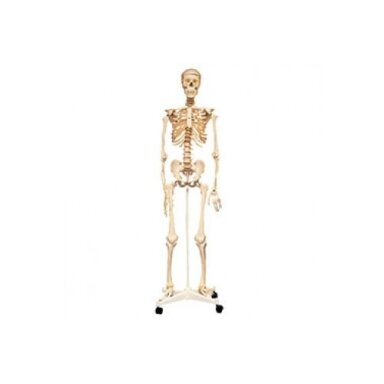 Natūralaus dydžio skeletas 160 cm