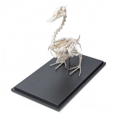 Naminės anties skeletas (Anas platyrhynchos domestica), pavyzdys 1 Naminės anties skeletas (Anas platyrhynchos domestica), pavyzdys 1