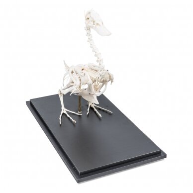 Naminės anties skeletas (Anas platyrhynchos domestica), pavyzdys 3 Naminės anties skeletas (Anas platyrhynchos domestica), pavyzdys 3