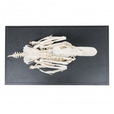 Naminės anties skeletas (Anas platyrhynchos domestica), pavyzdys 4 Naminės anties skeletas (Anas platyrhynchos domestica), pavyzdys 4