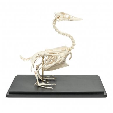 Naminės anties skeletas (Anas platyrhynchos domestica), pavyzdys Naminės anties skeletas (Anas platyrhynchos domestica), pavyzdys