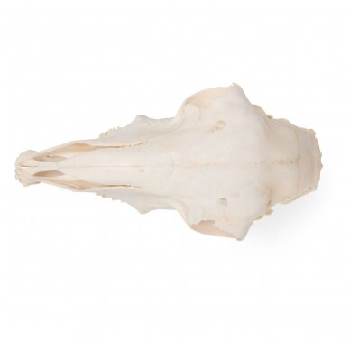 Naminės avies kaukolė (Ovis aries), patinas, pavyzdys 5