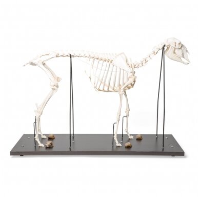 Naminės avies skeletas (Ovis aries), patelė, pavyzdys Naminės avies skeletas (Ovis aries), patelė, pavyzdys