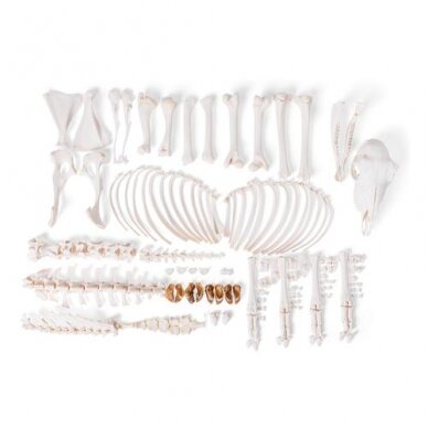 Naminės avies skeletas (Ovis aries), patinas, išardytas Naminės avies skeletas (Ovis aries), patinas, išardytas