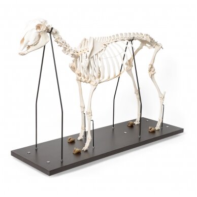 Naminės avies skeletas (Ovis aries), patinas, pavyzdys 1 Naminės avies skeletas (Ovis aries), patinas, pavyzdys 1