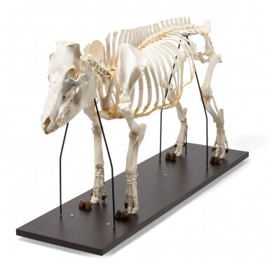 Naminės kiaulės skeletas (Sus scrofa domesticus), patinas, pavyzdys 1 Naminės kiaulės skeletas (Sus scrofa domesticus), patinas, pavyzdys 1