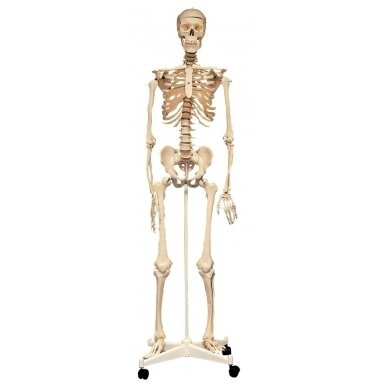 Natūralaus dydžio skeletas 160 cm 1