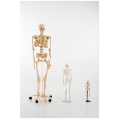 Natūralaus dydžio skeletas 160 cm 2