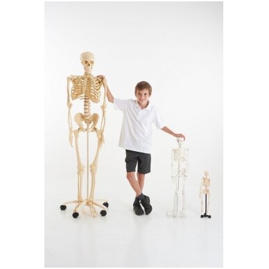 Natūralaus dydžio skeletas 160 cm 4