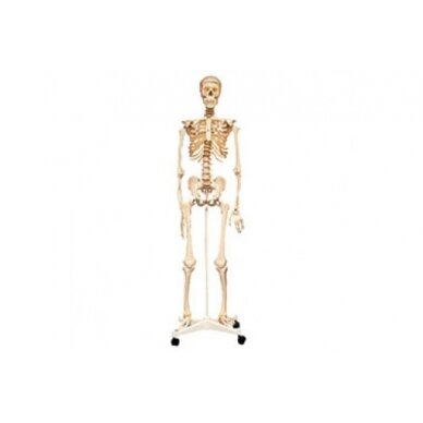 Natūralaus dydžio skeletas 160 cm