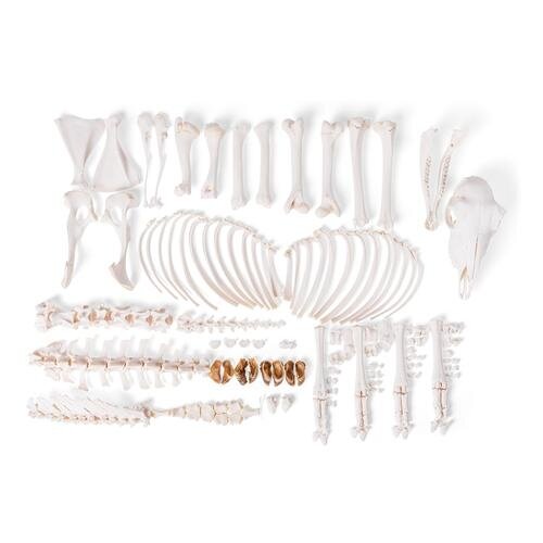 Naminės avies skeletas (Ovis aries), patinas, išardytas Naminės avies skeletas (Ovis aries), patinas, išardytas