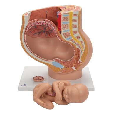 Nėštumo dubens modelis su išimamu vaisiu (40 savaičių), 3 dalys 3
