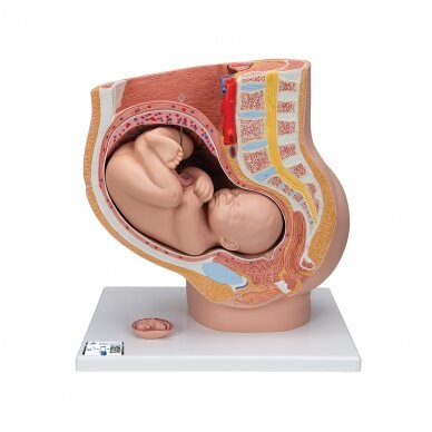 Nėštumo dubens modelis su išimamu vaisiu (40 savaičių), 3 dalys
