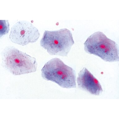Normali žmogaus histologija, didelis rinkinys, I dalis - mikroskopiniai preparatai Normali žmogaus histologija, didelis rinkinys, I dalis - mikroskopiniai preparatai
